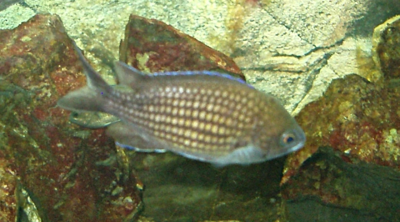 Рыба-ласточка