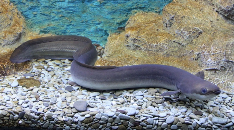 Морской угорь