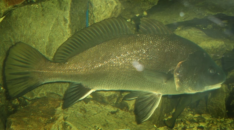 Горбыль темный