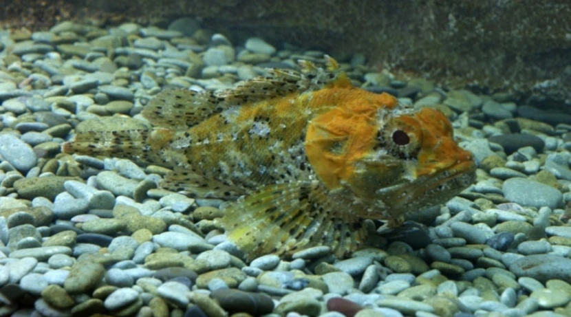 Морской ерш