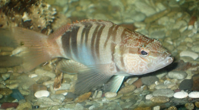Морской каменный окунь