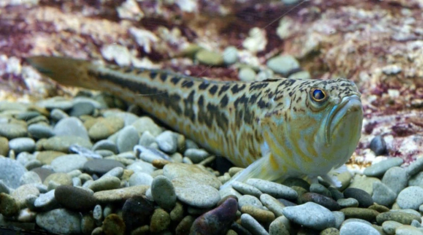 Морской дракончик