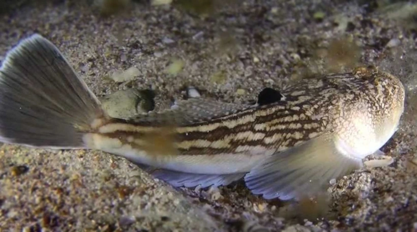 Морская корова