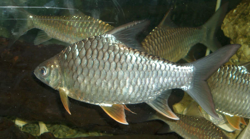 Барбус Шванифельда