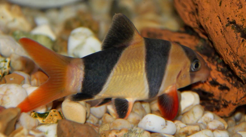 Боция макраканта