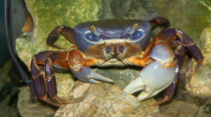 Краб радужный