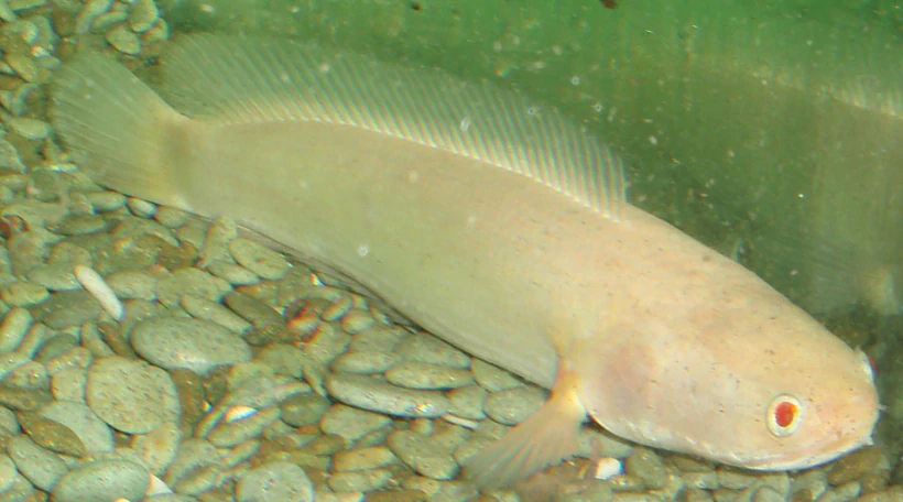 Змееголов альбинос