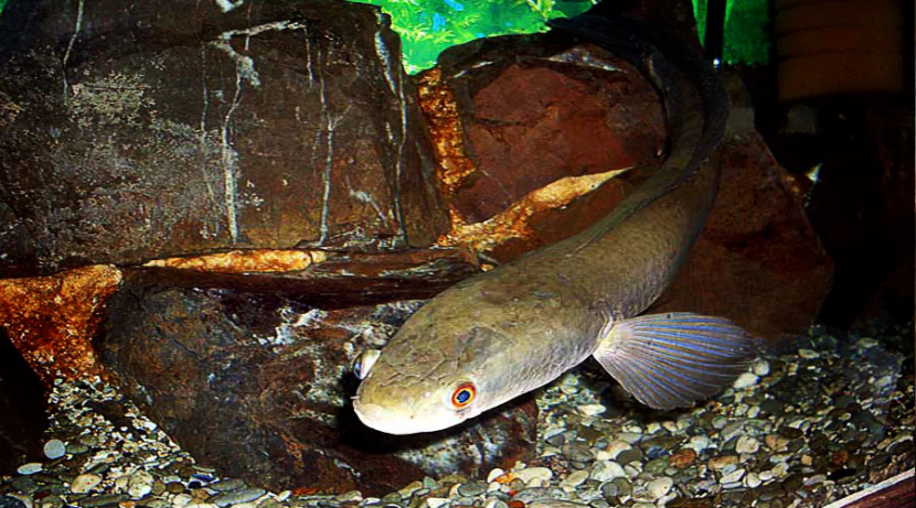 Змееголов азиатский