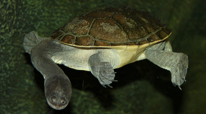 Черепаха змеиношейная