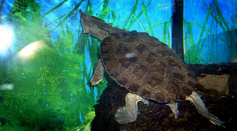 Черепаха матамата