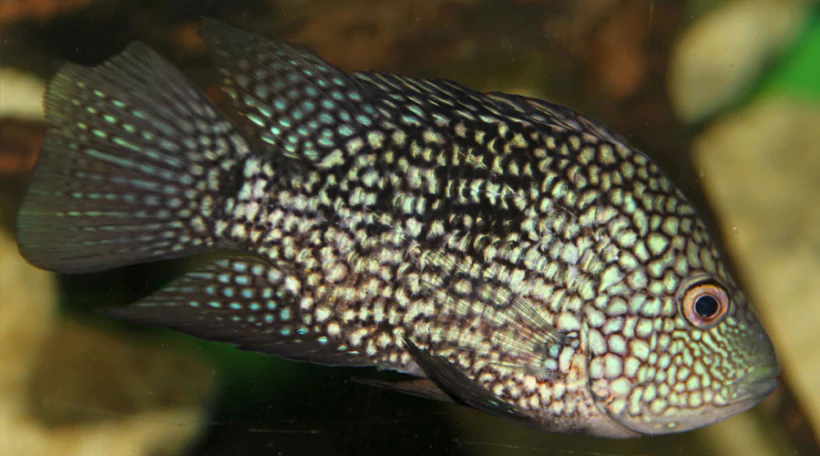 Цихлазома брилилантовая