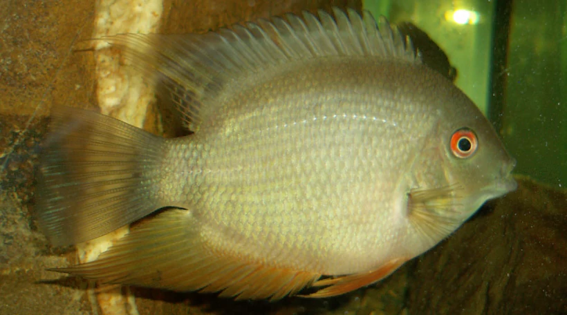 Цихлазома северум