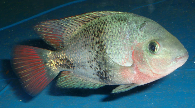 Цихлазома радужная