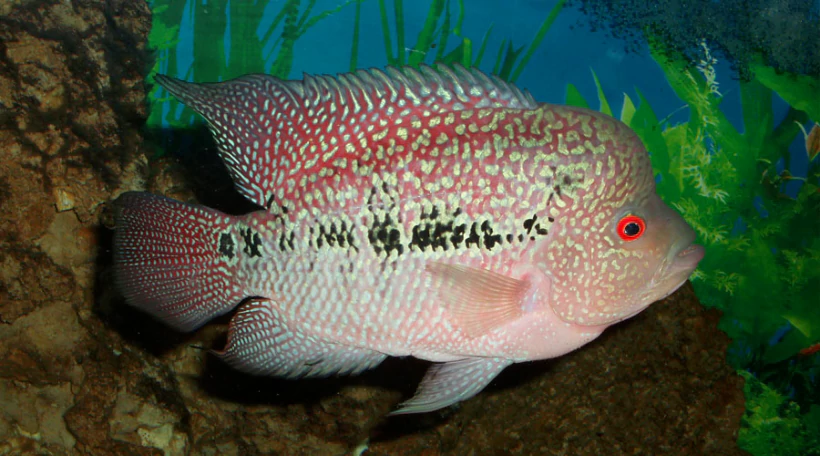 Цихлида Фловер Хорн