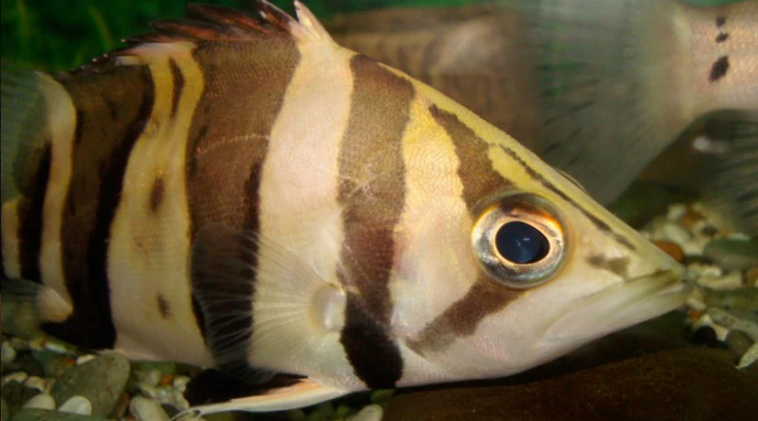 Окунь сиамский