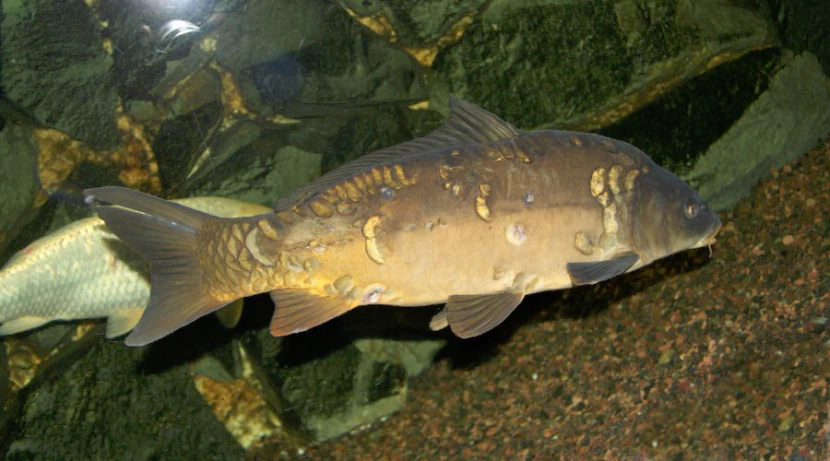 Карп зеркальный