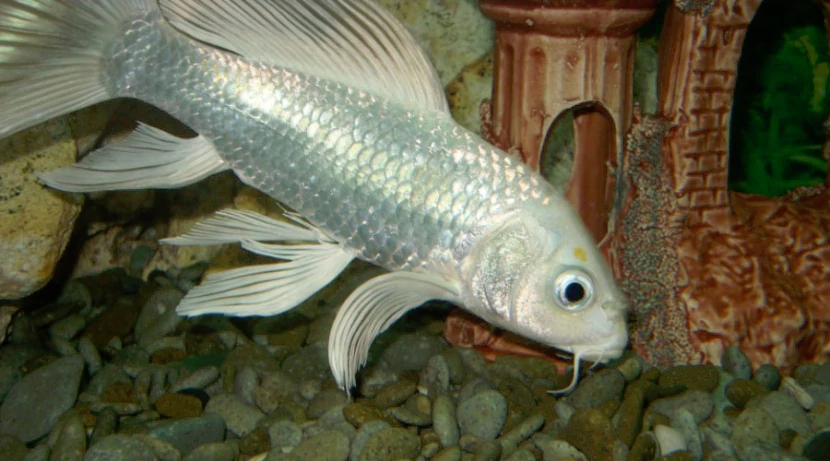 Карп вуалевый