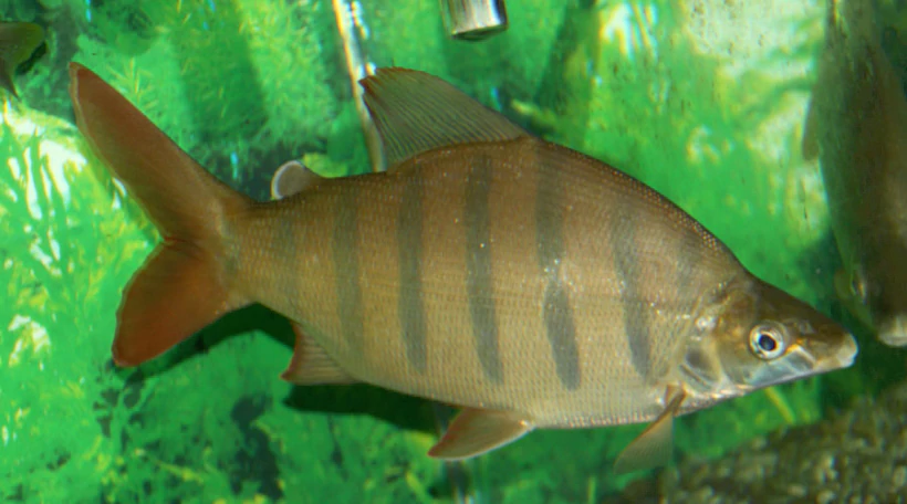 Дистиходус лусоссо