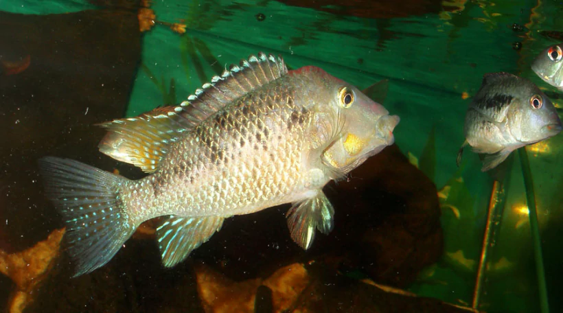 Геофагус крассилабрис