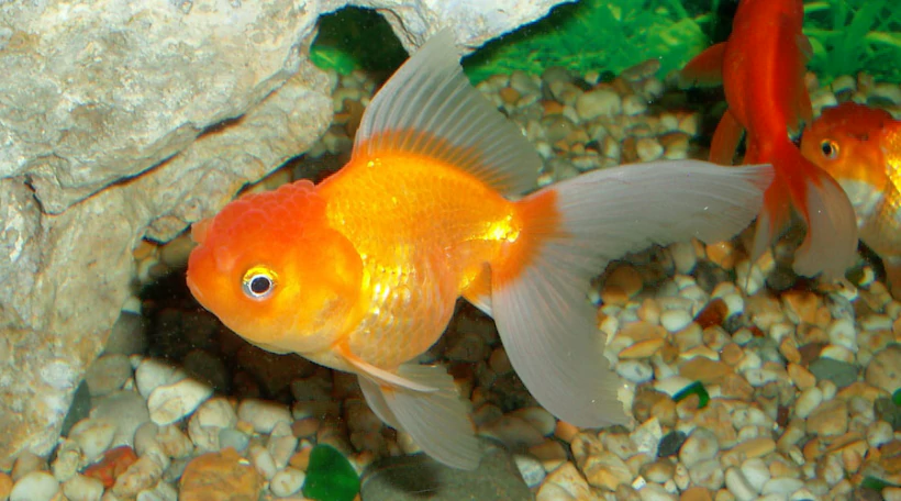 красная шапочка