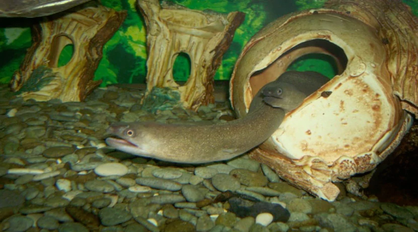 Мурена пресноводная