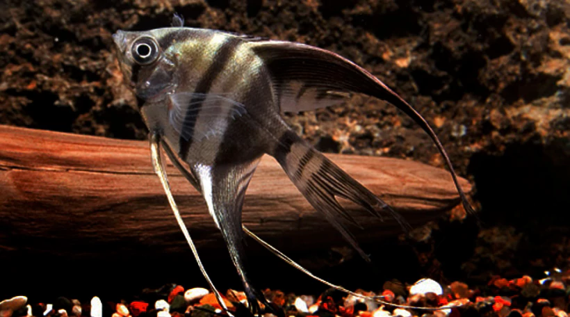 Скалярия получерная