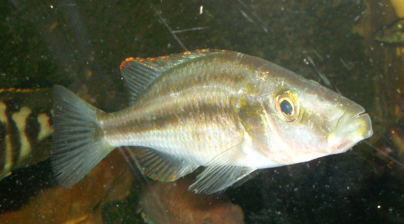 Цихлида длиннорылая
