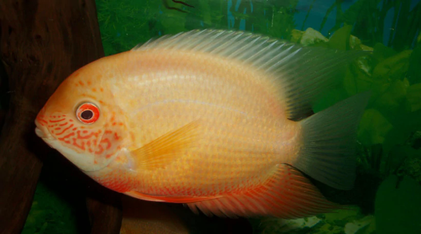 Цихлазома северум альбинос