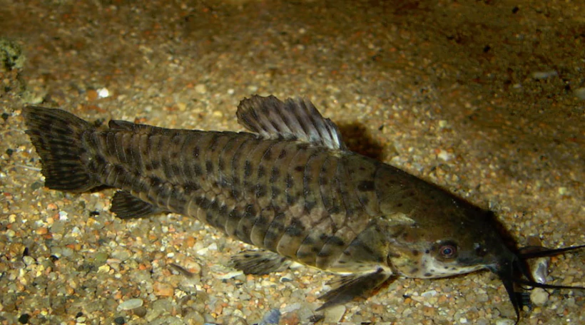 Сом таракатум