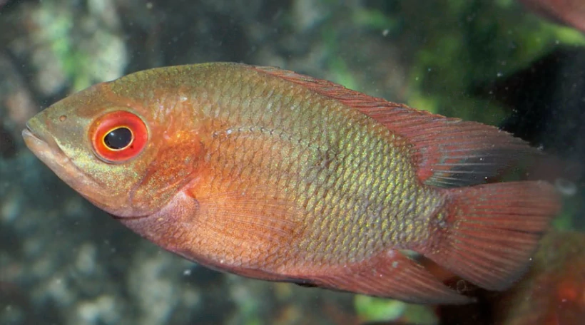 Цихлазома винная