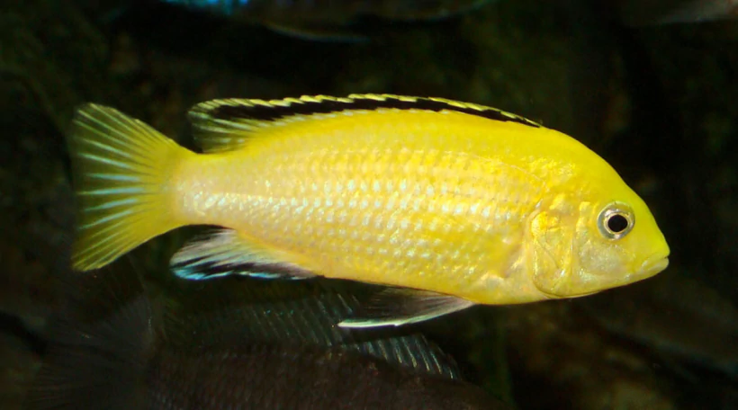 Лабидохромис йеллоу