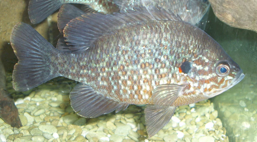 Солнечный окунь