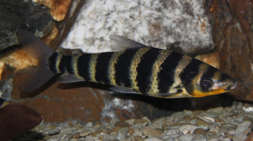 Лепорин афинис