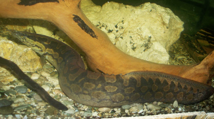 Мастацембелус краснополосый