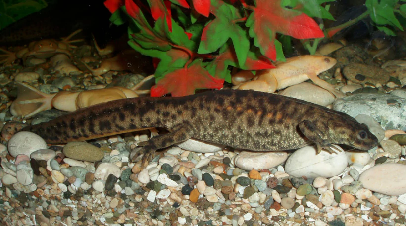 Тритон альпийский