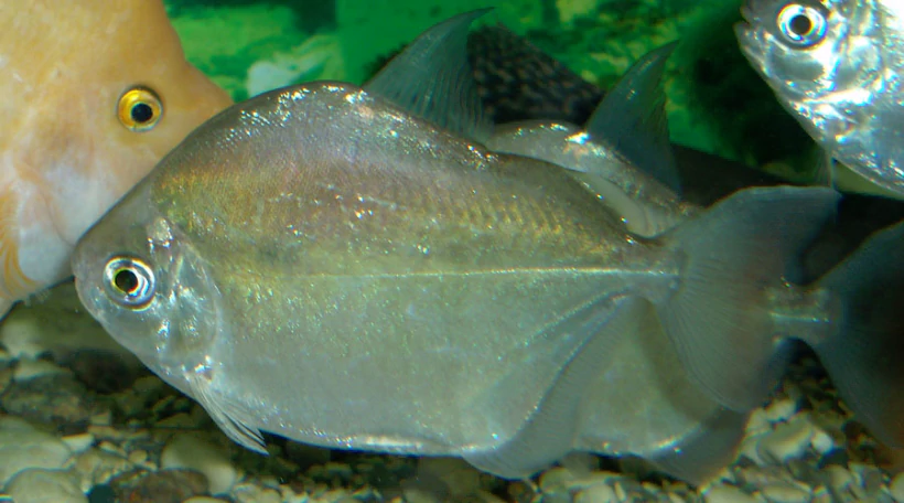 Метинис серебристый