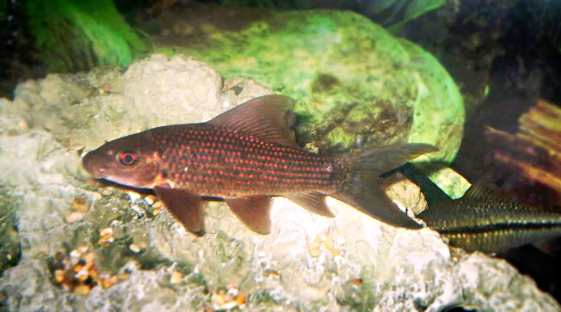 Морулиус черный