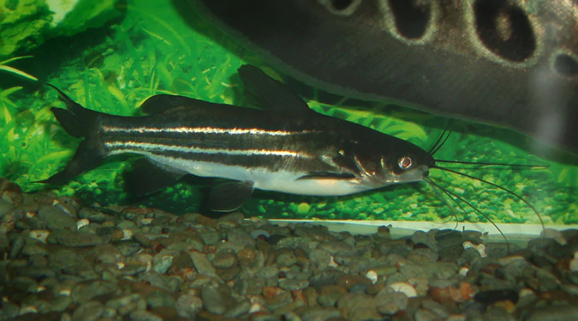 Касатковый сом