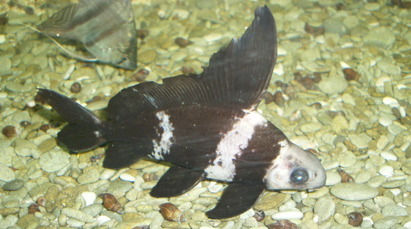 Миксоциприн