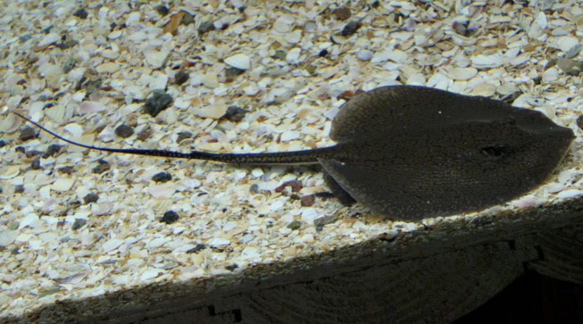 Скат моторо