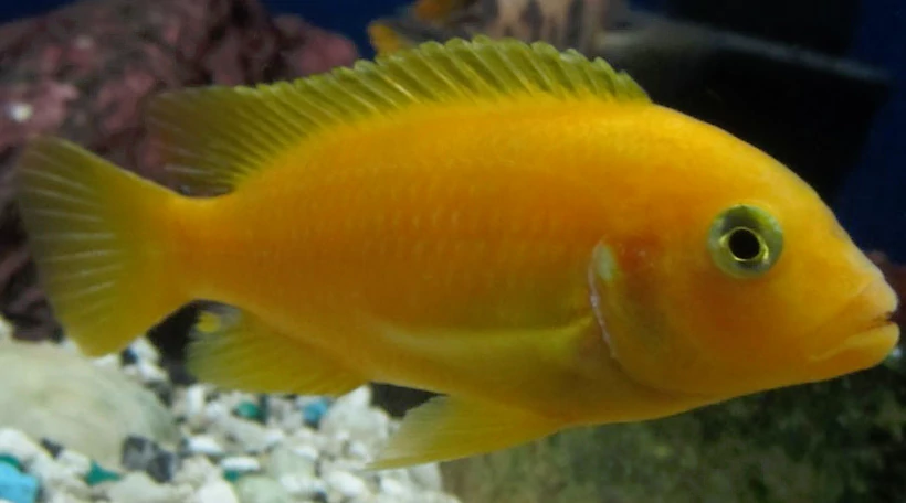 Псевдотрофеус Ломбардо