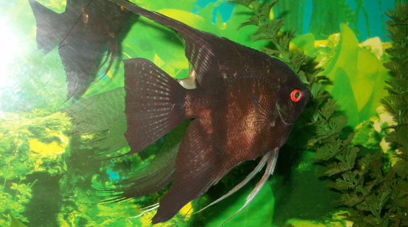 Скалярия черная