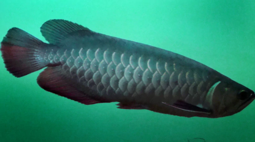 Склеропаг малайзийский