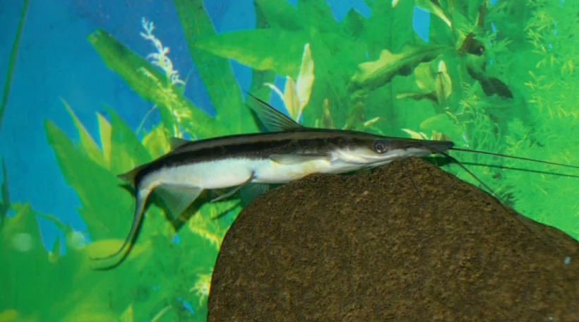 лопатоносый сом