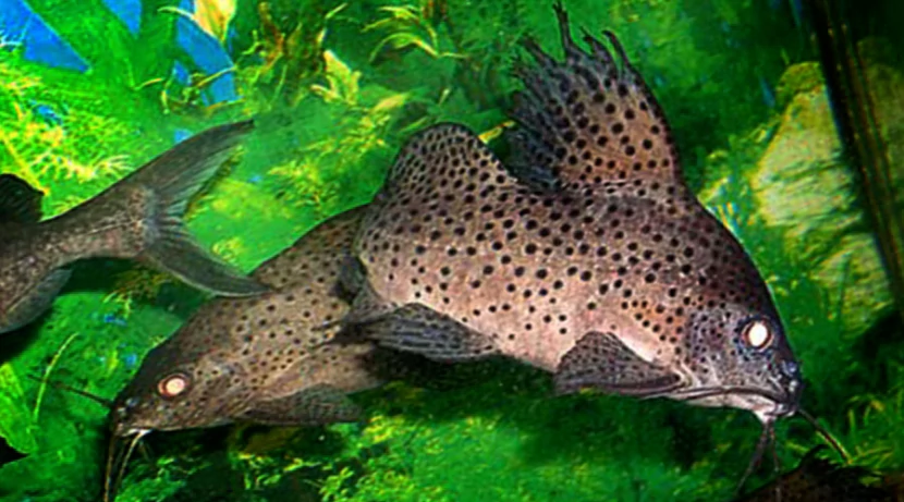 Синодонтис крапчатый
