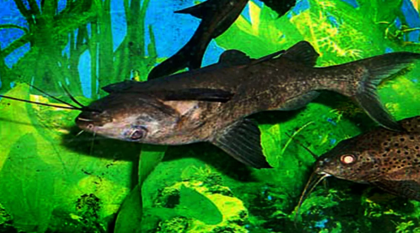 Синодонтис-перевертыш