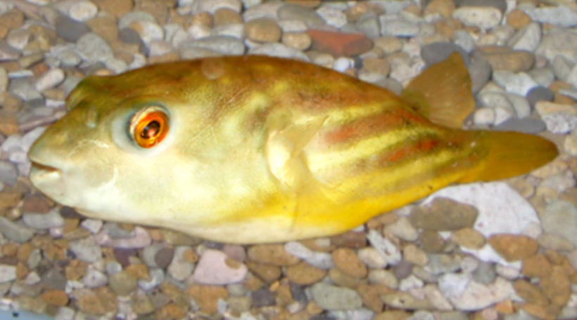 Тетраодон фахака