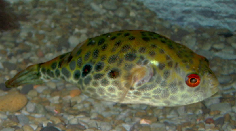 Тетраодон таиландский