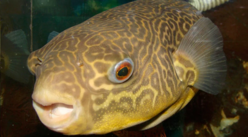 Тетраодон мбу