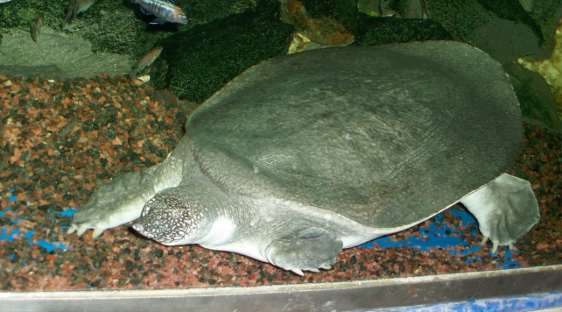 трионикс африканский